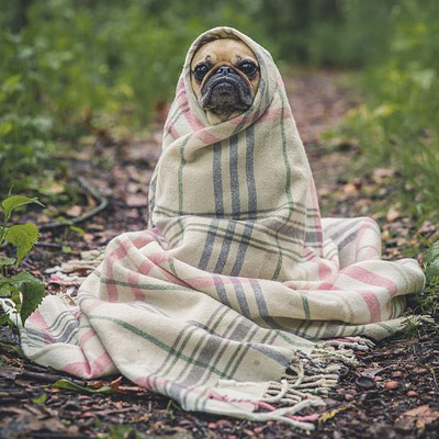 En hund med en filt